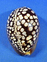 Mauritia mauritiana